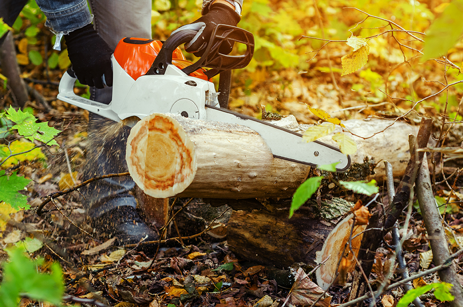 Chainsaw Cutting Tree